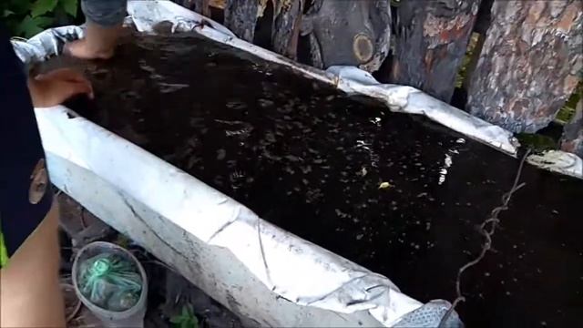 ВЫРАЩИВАНИЕ УСТРИЦИ БЕЗЗУБКИ (часть 1)