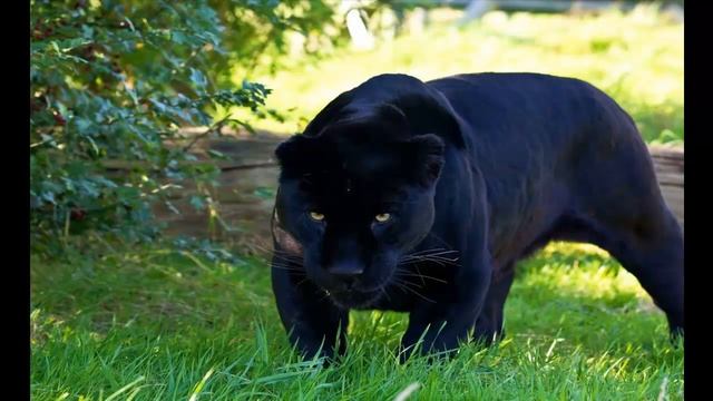 ягуар животное