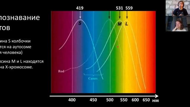 Зоология. Лекция 5. Обезьяны. смотреть онлайн