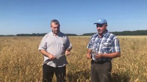 Сбор урожая белого люпина