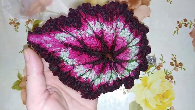 РАСПАКОВКА БЕГОШЕК, МОЯ ПРЕЛЕСТЬ 😊😍😁🤗❤️ смотреть онлайн