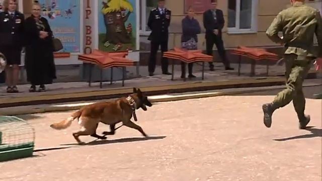 Собаки - стали главными героями Дня пограничника в Уссурийске! смотреть онлайн