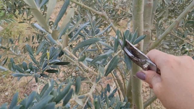 Обрезка оливкового дерева. Сразу после сборки урожая. смотреть онлайн