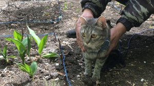 Взяли из приюта милую кошку а вырос грозный зверь