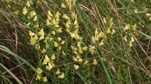 17 сентября День Иконы " Неопалимая Купина".Народные приметы и традиции. Запреты дня.