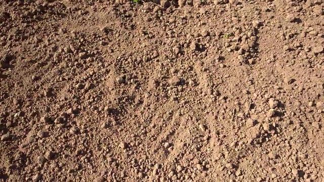 Как сажать сидераты смотреть онлайн