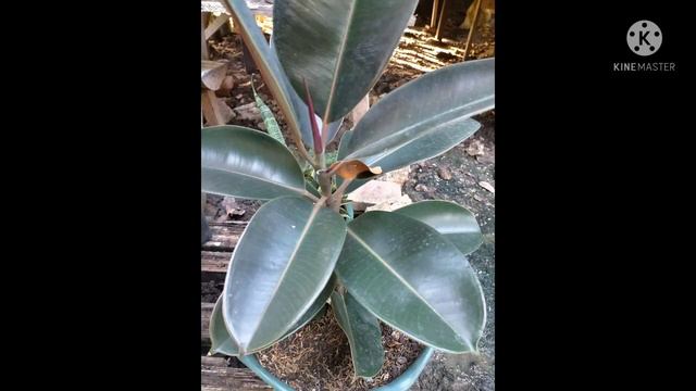 #collection # rubber tree 🎄 🎄 my ficus elastica rubber tree 🎄🎄. смотреть онлайн