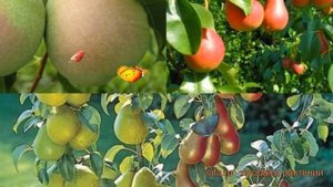 Груша обыкновенная Память Жегалова - Видная ? обзор: как сажать, саженцы груши