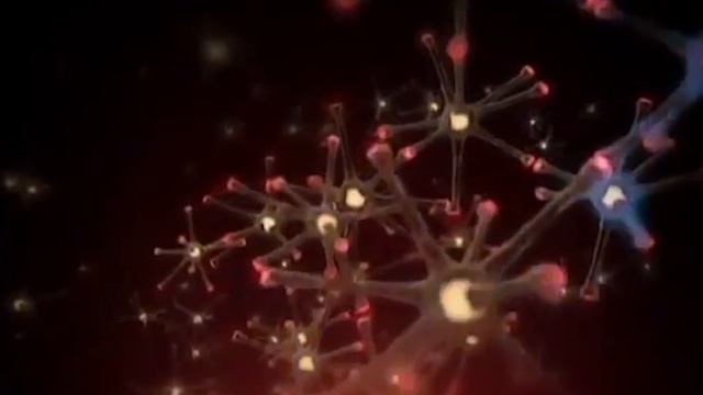 Математика, мозг, золотая пропорция
