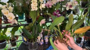 Работа над ошибками! ПЕРЕСАДКА ОРХИДЕИ КАТТЛЕЯ