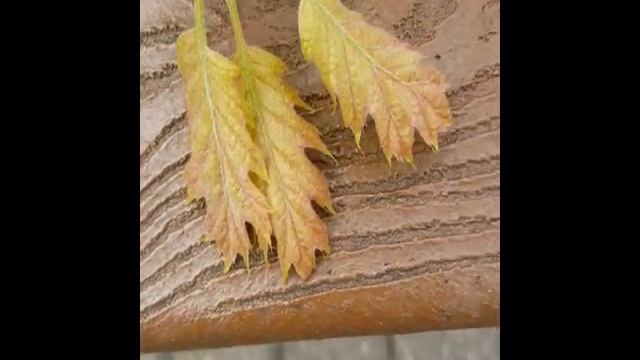 Quercus rubra Red Oak смотреть онлайн