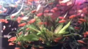 Аквариум 160 литров.