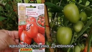 №314 обзор томатов сорт "весёлые ребята F1" Тверская область 9 августа 2023 года