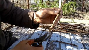 Выращивание корнесобственных саженцев винограда