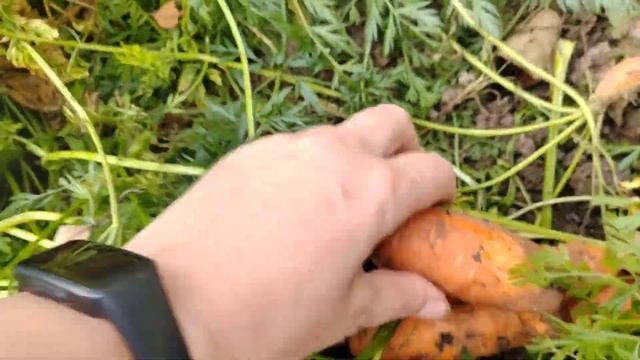 5 октября 2023. убираю морковь император, свёклу игл.