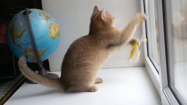 Золотая британская кошка