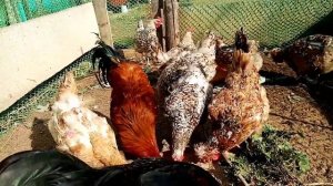 Видеоответ подписчику!!! Подуктивные качества кур породы Синь синь дянь рыжая!!!