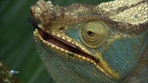 ХАМЕЛЕОН-Интересные Факты