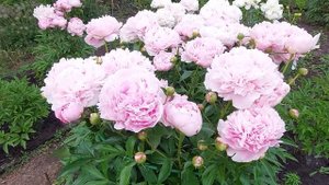 Пионы в розовых тонах. Живые летние букеты. Сара Бернар, Альберт Крусс и Александр Флеминг.2022г.