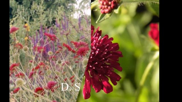 КОРОСТАВНИК  (KNAUTIA)  cем. Ворсянковые (Dipsacaceae)