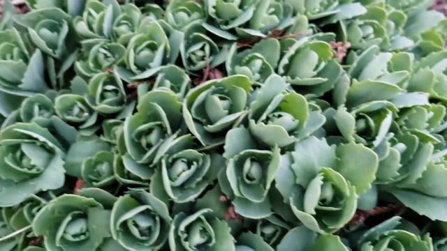Sedum spectabile Pink Bomb. 🌿🍃🍂 смотреть онлайн