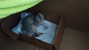 КОШКА РОЖАЕТ СКОТТИШ ФОЛД ? РОЖДЕНИЕ КОТЯТ / МЯУКАНЬЕ НОВОРОЖДЕННЫХ КОТЯТ ? Котята мяукают
