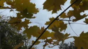 #ФУТАЖ#ОСЕНЬ#ЛИСТЬЯ#ВЕТЕР#КЛЕНОВЫЕ