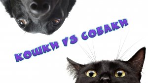 ЧЕМ ОТЛИЧАЮТСЯ КОШКИ ОТ СОБАК | ЧЕМ КОШКИ И СОБАКИ ПОХОЖИ