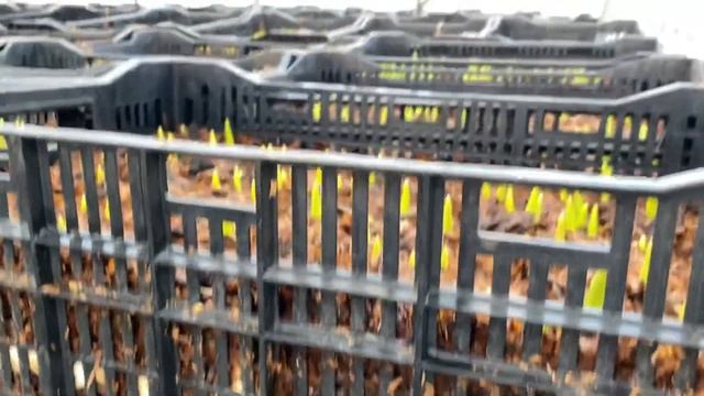 Первые дни выгонки тюльпанов в теплице после 3-х месячной выдержки в подвале. смотреть онлайн