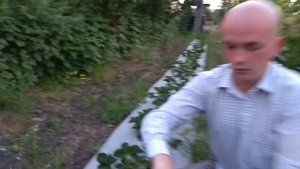 Как заставить клубнику давать больше усов.