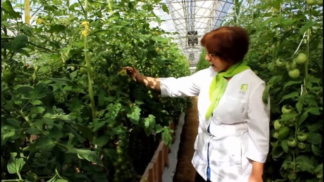 Черри-томат Коралловые бусы смотреть онлайн