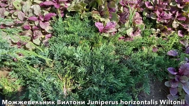 Создаём КОМПОЗИЦИЮ ИЗ ХВОЙНЫХ для небольшого сада. Сосны Можжевельники Ели