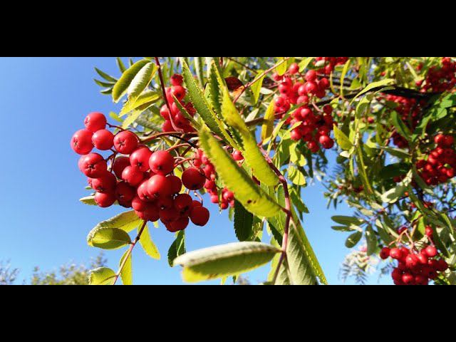 Рубины смотреть онлайн