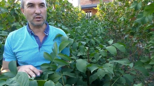 @Саженцы грецкого ореха Скороплодные и низкорослые орехи смотреть онлайн