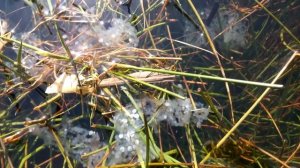 Икра окуня. Нерест рыбы.