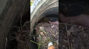 Выращивание подосиновиков на дачном участке.