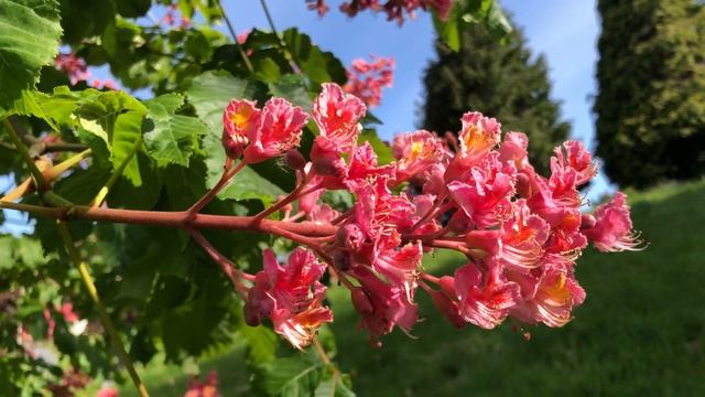 Red Horse Chestnut (Aesculus x carnea) - Flowers - May 2020 смотреть онлайн