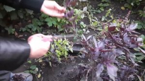 Продлеваю использование базилика. Пересадка из грунта в горшок, черенкование.   Заморозка на зиму.