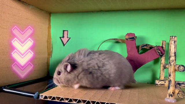 Hamster Obstacle Course, Hamster Escape From Theme Park, Winter Gray Hamster - DIY Hamster Maze смотреть онлайн
