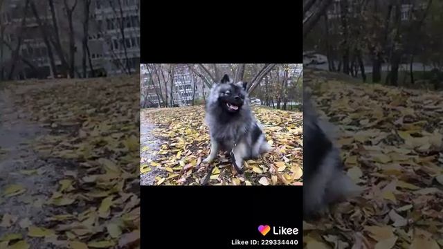 Взросление шпиц кеесхонд вольфшпиц смотреть онлайн