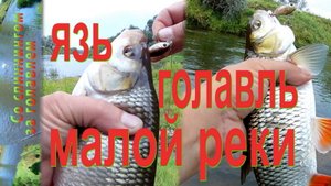 Осень.Спиннинг.Ловля на воблеры_ Язя, Голавля.