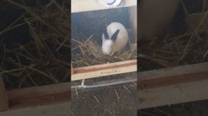 ПОВЕДЕНИЯ КРОЛЬЧИХИ ПЕРЕД ОКРОЛОМ / Калифорнийский кролик