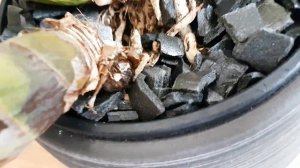 126. ГНИЕТ бульба у ЦИМБИДИУМА! Как ОТДЕЛИТЬ псевдобульбу?