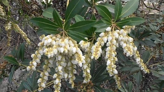 Andrómeda, pieris: Pieris japonica (www.riomoros.com) смотреть онлайн