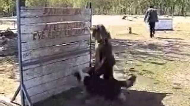 Приучение собаки преодолевать глухой забор смотреть онлайн