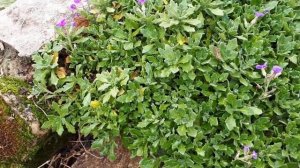 День на даче. загадка лука порей, каминная вечеринка!