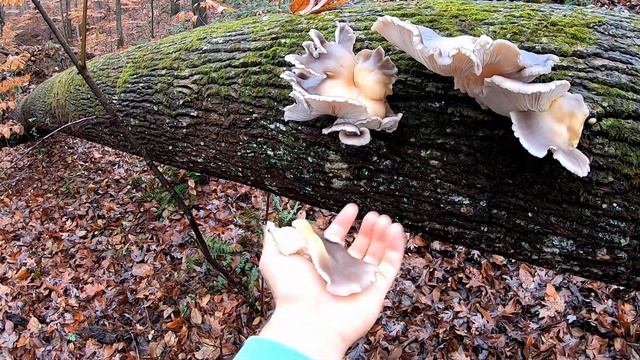How To Make WILD Mushroom Fried Rice with Oyster & Bulbous Honey Mushrooms | Outdoor Forage and Coo смотреть онлайн