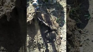 Веерна копалка из окучника