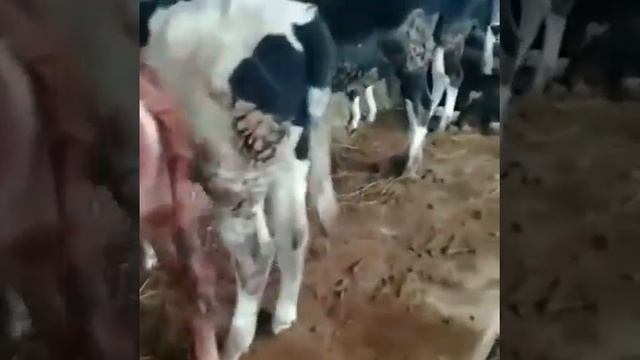 Бычки, порода Чёрная-Пёстрая, 85 голов. Продажа на экспорт.
