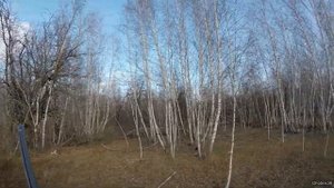 Охота на вальдшнепа. Осень 2019. ч.2